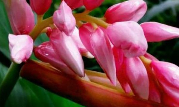 少女为什么叫豆蔻年华