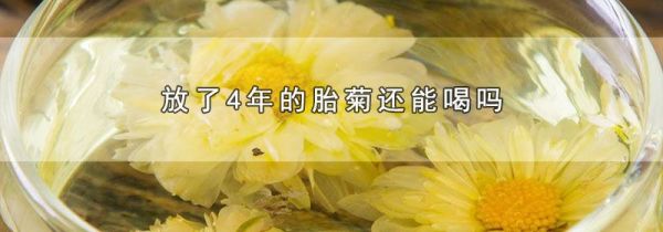 放了4年的胎菊还能喝吗