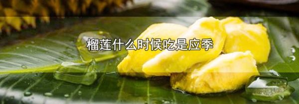 榴莲什么时候吃是应季