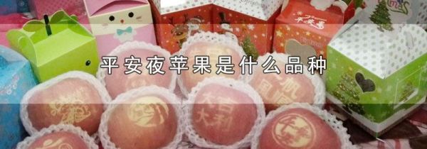 平安夜苹果是什么品种