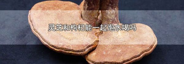 灵芝和枸杞能一起泡水喝吗