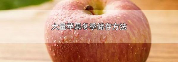 大量苹果冬季储存方法