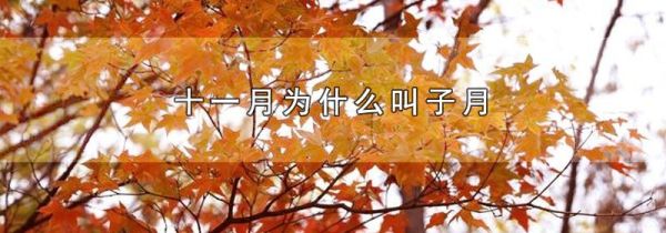 十一月为什么叫子月
