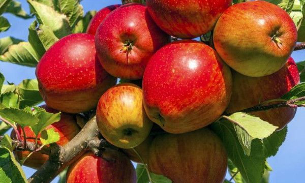 苹果脸是什么意思