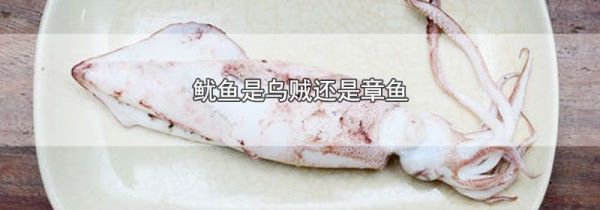 鱿鱼是乌贼还是章鱼