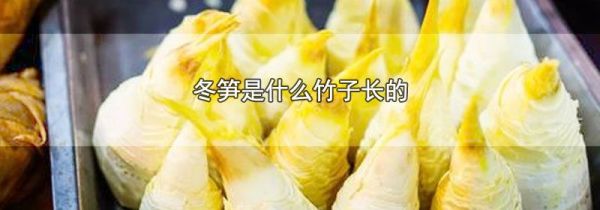 冬笋是什么竹子长的