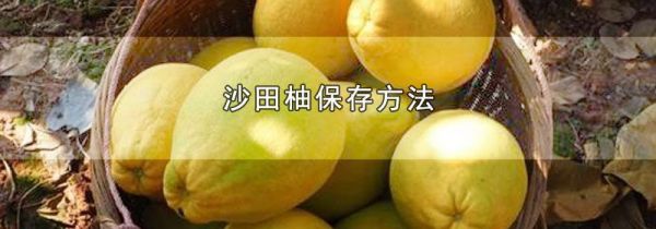 沙田柚保存方法