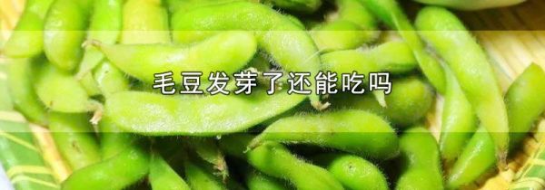 毛豆发芽了还能吃吗