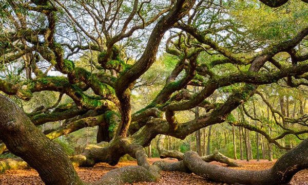 网上说吊丝是什么意思