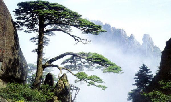 网上说吊丝是什么意思