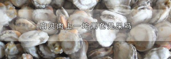 扇贝肉上一坨黑色是屎吗