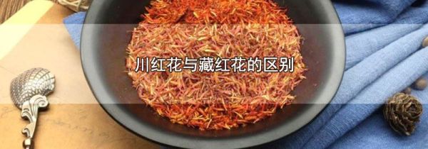 川红花与藏红花的区别