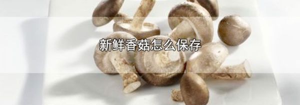 新鲜香菇怎么保存