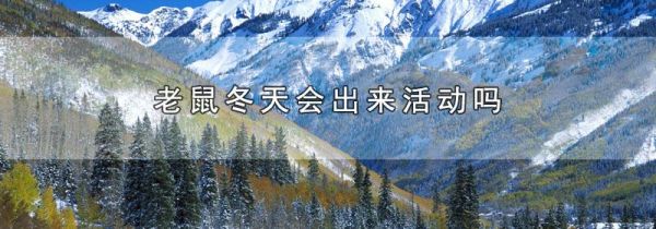 老鼠冬天会出来活动吗