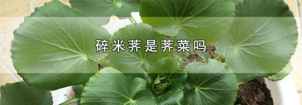 碎米荠是荠菜吗