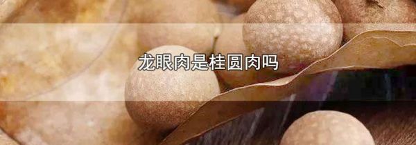 龙眼肉是桂圆肉吗