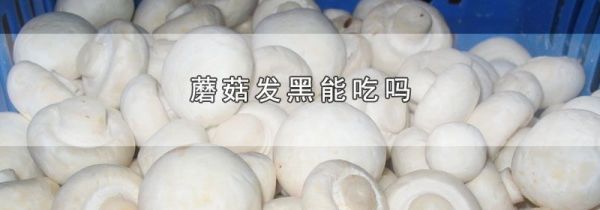 蘑菇发黑能吃吗