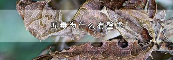 五毒为什么有壁虎