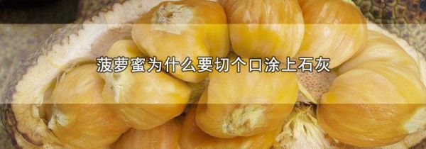 菠萝蜜为什么要切个口涂上石灰