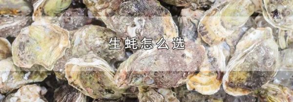 生蚝怎么选