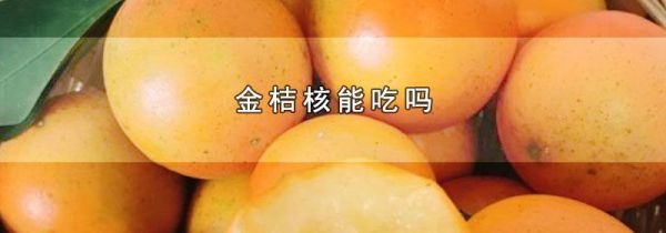 金桔核能吃吗