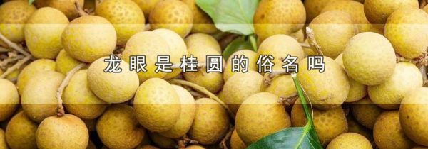 龙眼是桂圆的俗名吗