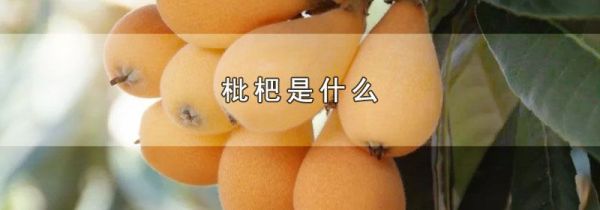 枇杷是什么