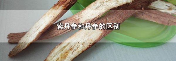 紫丹参和丹参的区别