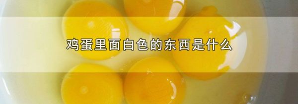 鸡蛋里面白色的东西是什么