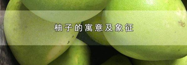 柚子的寓意及象征