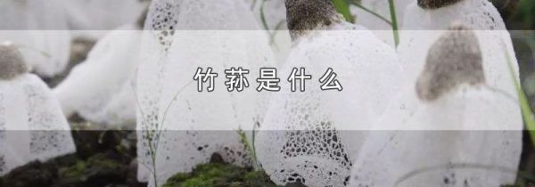 竹荪是什么