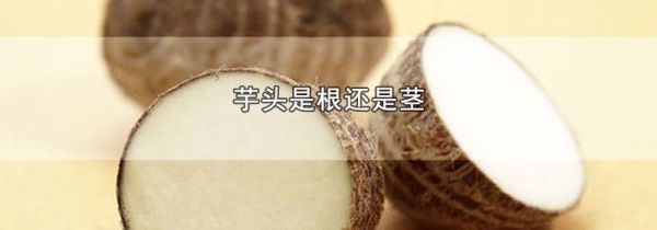 芋头是根还是茎