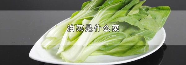 油菜是什么菜