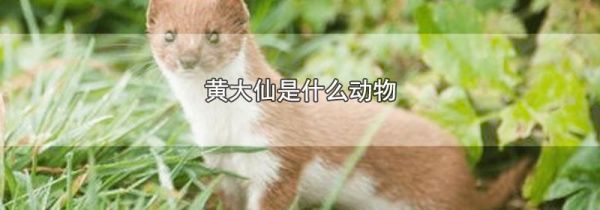 黄大仙是什么动物