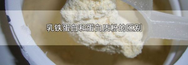 乳铁蛋白和蛋白质粉的区别