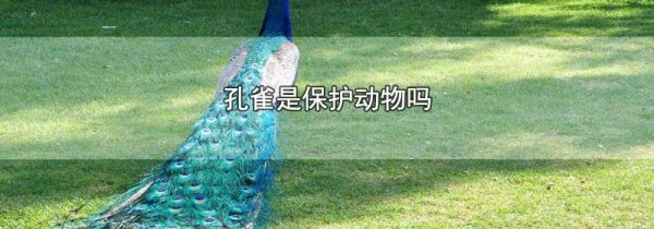 孔雀是保护动物吗