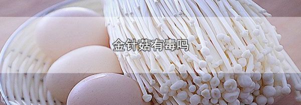 金针菇有毒吗