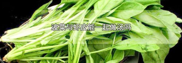波菜与虾皮能一起做汤吗