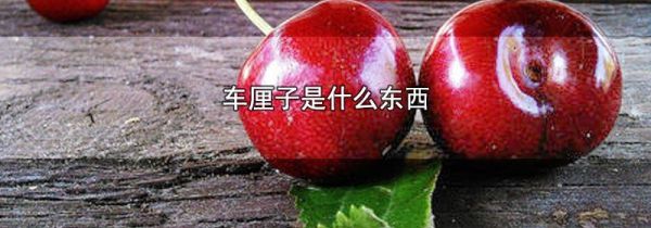 车厘子是什么东西