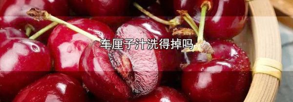 车厘子汁洗得掉吗