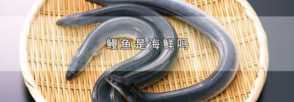 鳗鱼是海鲜吗