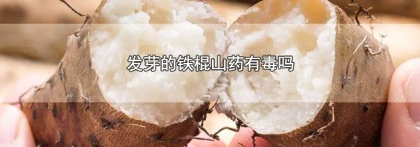 发芽的铁棍山药有毒吗