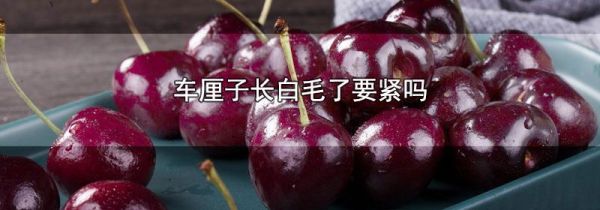车厘子长白毛了要紧吗