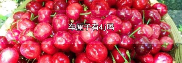 车厘子有4j吗