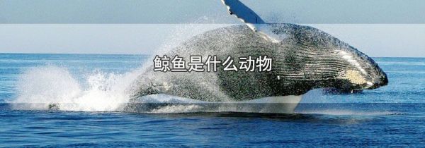 鲸鱼是什么动物