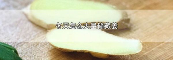 冬天怎么大量储藏姜