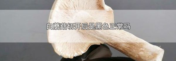 白蘑菇切开后是黑色正常吗