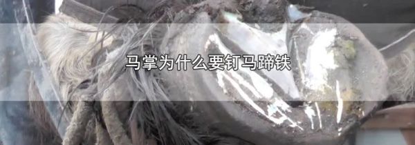 马掌为什么要钉马蹄铁