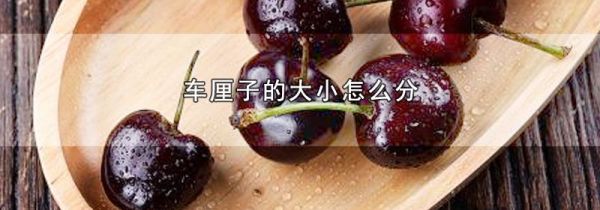 车厘子的大小怎么分