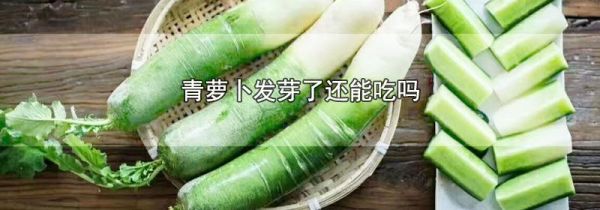 青萝卜发芽了还能吃吗